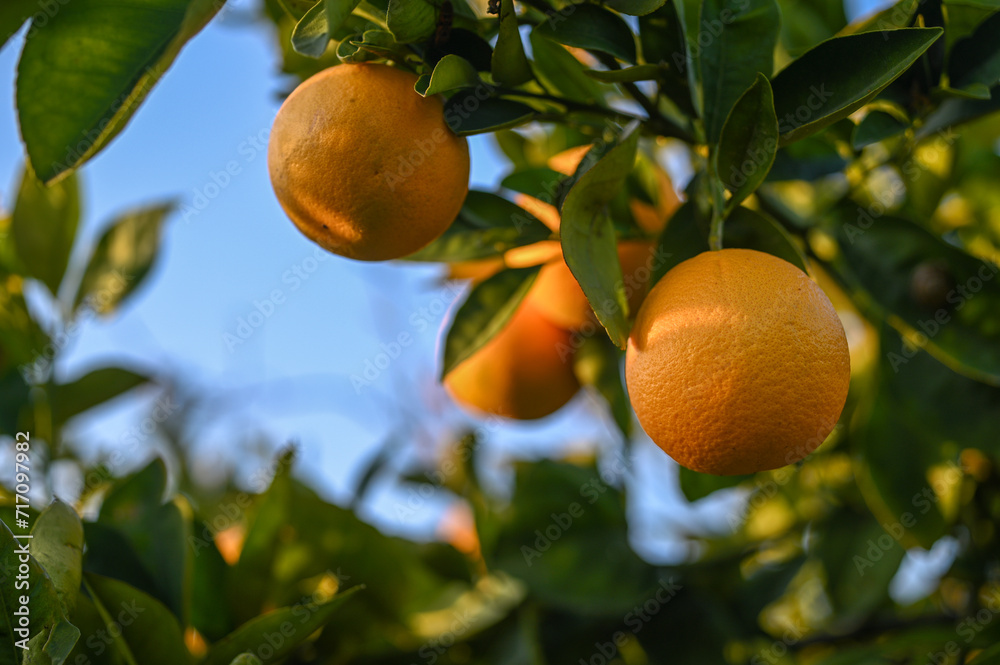 juicy oranges in an orange orchard in Cyprus in winter 4 juicy oranges in an orange orchard in Cyprus in winter 4