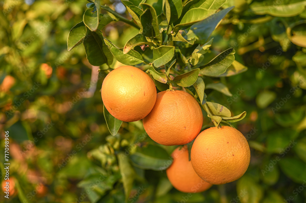 juicy oranges in an orange orchard in Cyprus in winter 9