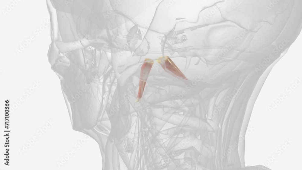 The Rectus capitis anterior is a short, flat muscle, situated