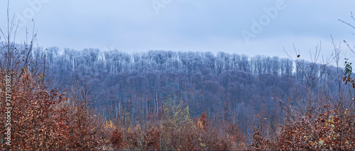 Wooded hills in late autumn. Bright orange dry leaves of young trees against the background of an old forest in frost. Atmospheric natural background