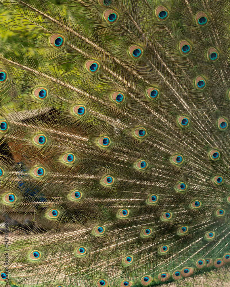 Fototapeta premium Close up of colorful peacock with his feathers fanned out