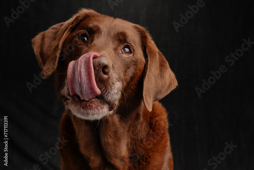 Chocolate Labrador Licking his Nose