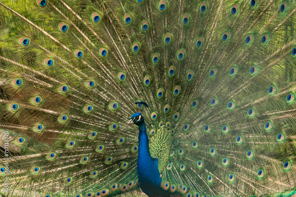 Naklejka premium Close up of colorful peacock with his feathers fanned out
