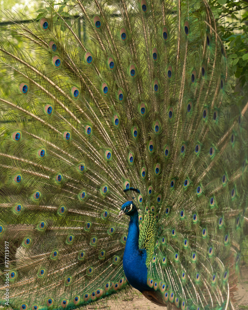 Fototapeta premium Close up of colorful peacock with his feathers fanned out