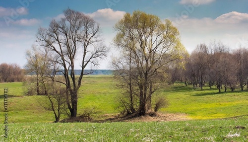 Trees on a meadow in early spring on a sunny day