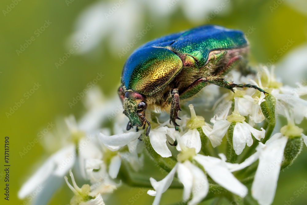 Goldglänzender Rosenkäfer (Cetonia aurata) Makro auf kleinen weißen Blüten - Baden-Württemberg, Deutschland Goldglänzender Rosenkäfer (Cetonia aurata) Makro auf kleinen weißen Blüten - Baden-Württemberg, Deutschland