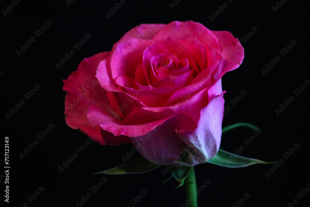 Fototapeta premium Rose