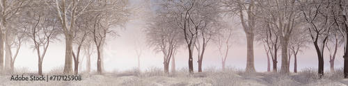 Winter Woodland with Snow covered Trees in a Pale Fog. Seasonal Banner. photo
