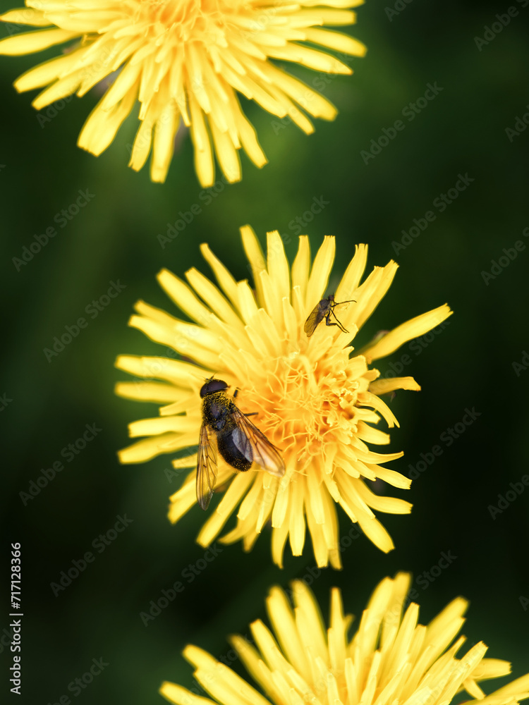 yellow flower