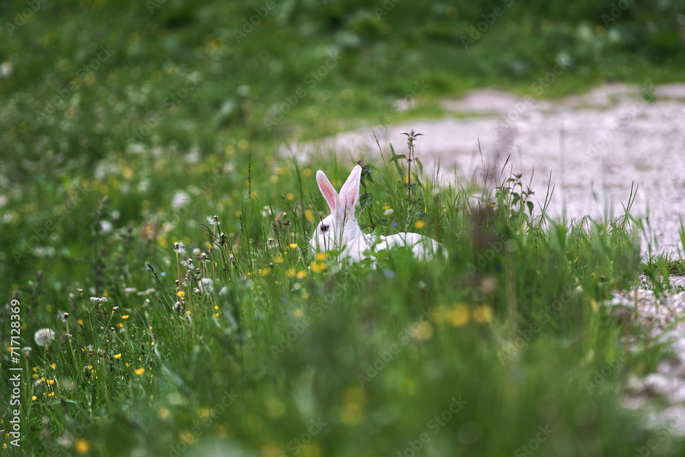 Obraz premium rabbit in the grass