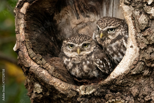 Two little owls peer out from their spot in a tree