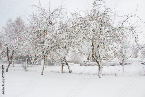 Winter, winter orchard, beautiful illustration about winter snowdrifts