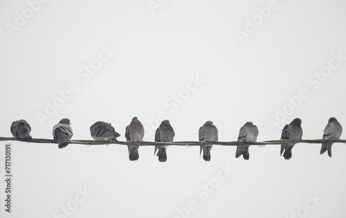 Birds on power lines. A flock of pigeons sitting on wires. A group of gray birds with a few white birds