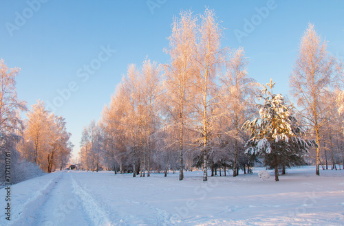 Winter, frozen trees covered with frost. beautiful illustration about winter © Inga