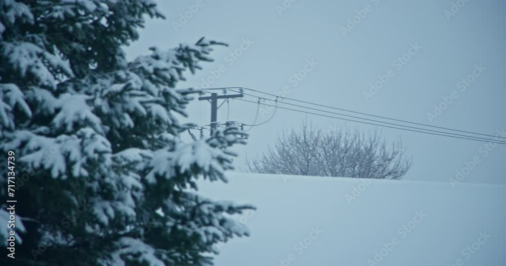 Snow accumulation covered coniferous bare tree pan right to light pole electric power line roof
