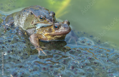 Frogs.  Two common garden frogs.Scientific name: Rana Temporaria, mating in a garden pond, surrounded by frogspawn.  First signs of Spring. Facing right,  Blurred background.  Space for copy. © Anne Coatesy