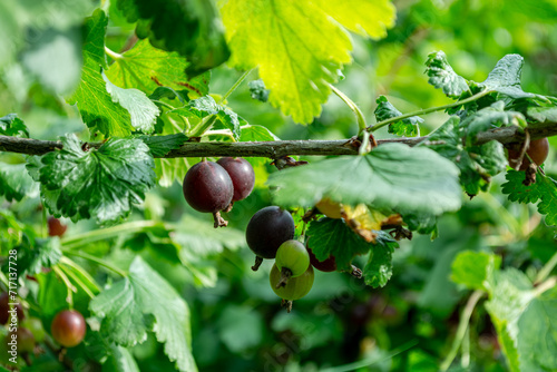 Yoshta is a hybrid of currants and gooseberries. Ripe black berries on a bush branch in the garden. photo