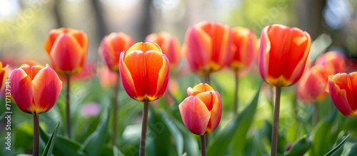 Vibrant tulips with orange-red petals and yellow edges bloom in spring  showcasing the beauty of nature.