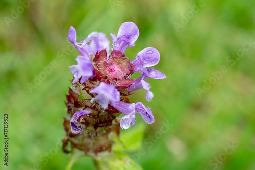 Common self-heal (Prunella vulgaris) plant on meadow