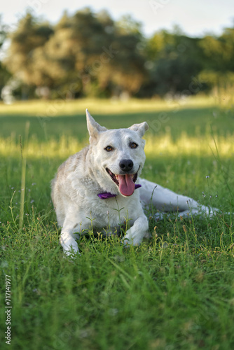 jack russell terrier