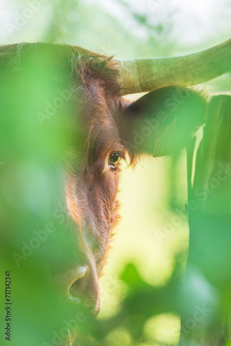 Red Salers cow observing through enlighted foliage, vertical photography photo