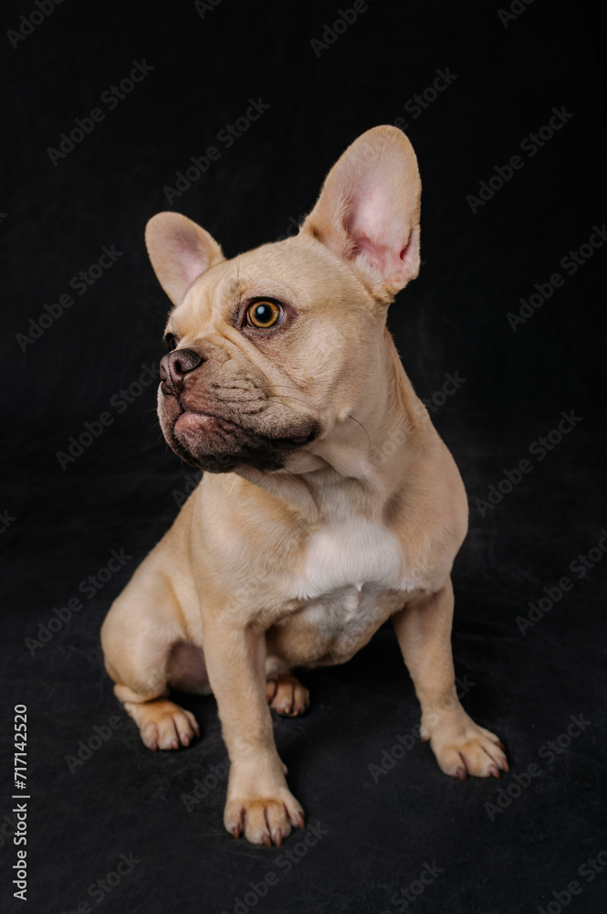 Tan and White French Bulldog on Black Background