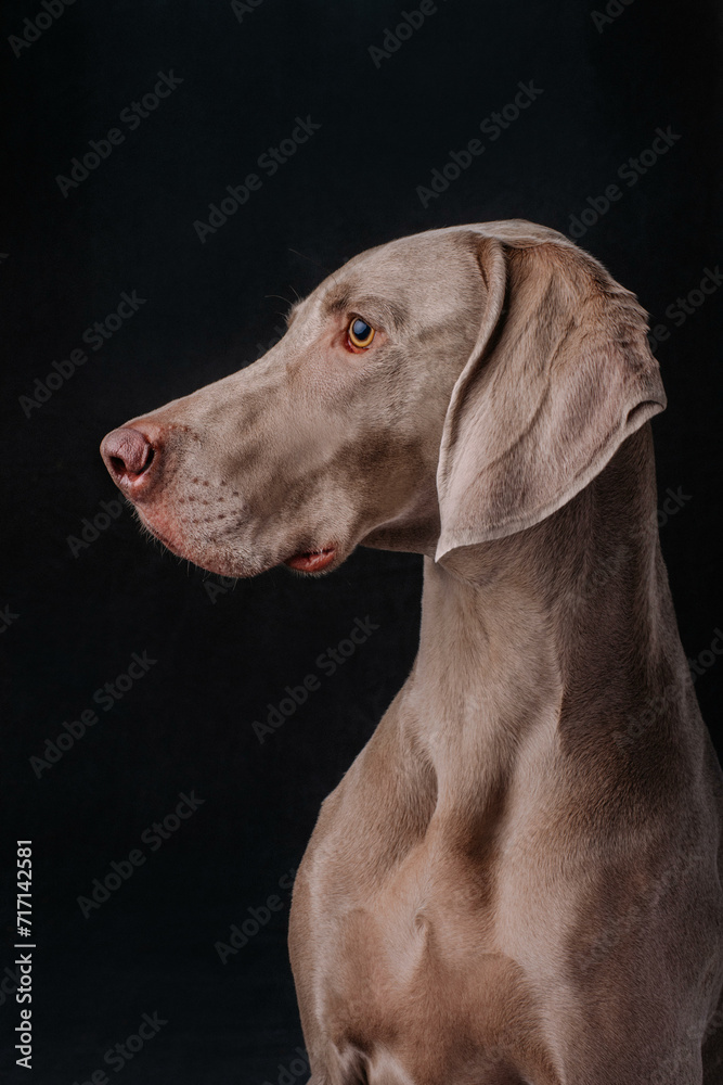 Grey Weimaraner Dog on Black Background