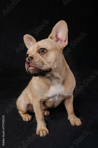 Tan and White French Bulldog on Black Background
