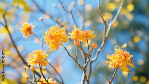 Orange blossoms on a branch with a soft blue sky in the background