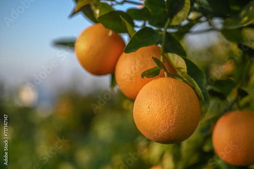 juicy oranges in an orange orchard in Cyprus in winter 13