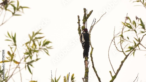 A great spotted woodpecker (Dendrocopos major) sitting in the top of a tree and flying away photo