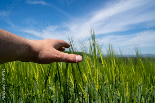 Hand touch green growing grain in the field in spring © Mentor