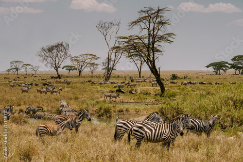 Wild African Animals in the Serengeti Savanna