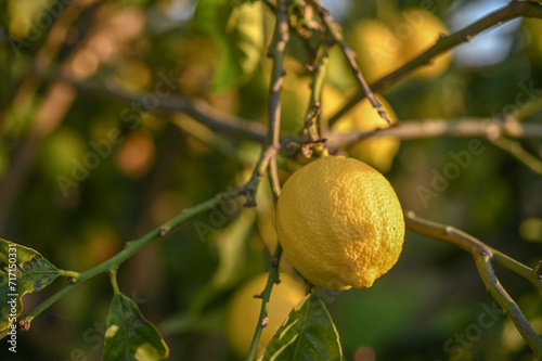 juicy lemons on a lemon tree in Cyprus in winter 4
