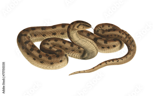 Vintage Snake Scientific Illustration Venomous Serpent © ElCutter