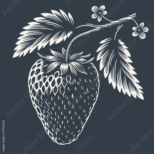 Strawberry on a branch with leaves. Vintage woodcut style vector illustration on dark background.