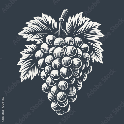 Grapes. Vintage woodcut style vector illustration on dark background.