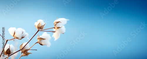 Organic cotton balls on a branch  isolated on blue background. Delicate white cotton flowers  Natural organic fiber  agriculture  cotton seeds  raw materials horizontal banner  copy space for text