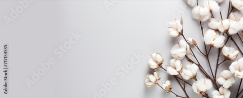 Organic cotton balls on a branch, isolated on grey background. Delicate white cotton flowers, Natural organic fiber, agriculture, cotton seeds, raw materials horizontal banner, copy space for text