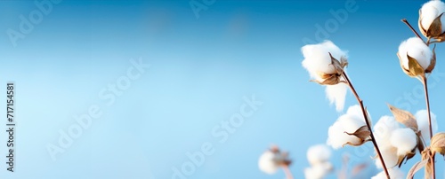 Organic cotton balls on a branch, isolated on blue background. Delicate white cotton flowers, Natural organic fiber, agriculture, cotton seeds, raw materials horizontal banner, copy space for text
