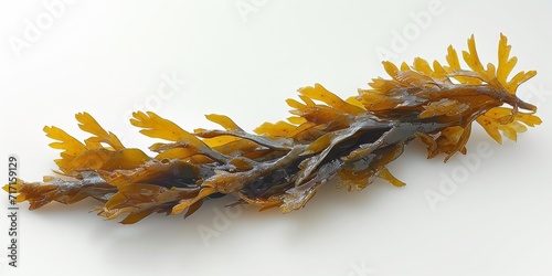 Single Strand of Fresh, Wet Arctic Kelp Displayed on a White Background, Embodying Ocean's Simplicity, Generative AI