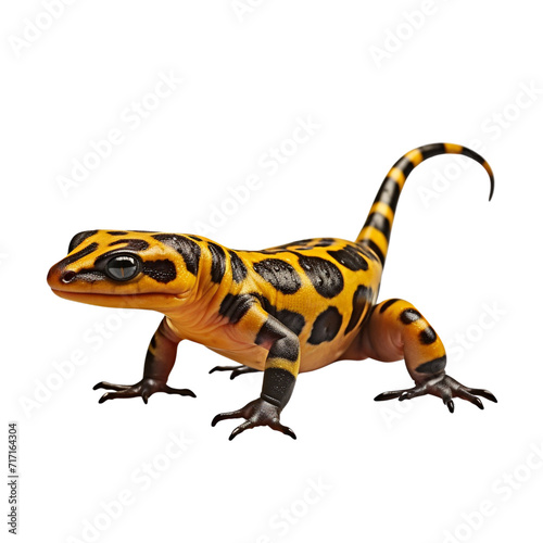 Salamander clip art