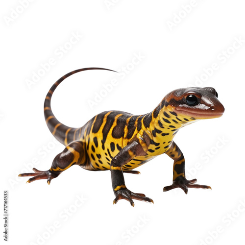 Salamander clip art