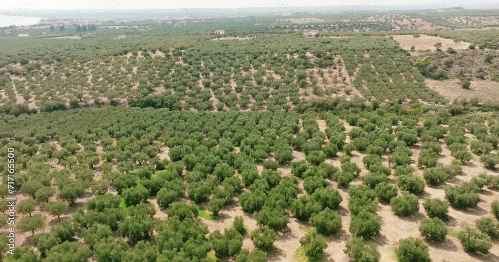 Olives Garden agriculture pattern Greece. Plantations with olives in bloom. Olive grove in summer. Agro, Farm Trees, symbol of Greece. Aerial view of slide from drone on treetops. Travel. Tourism.