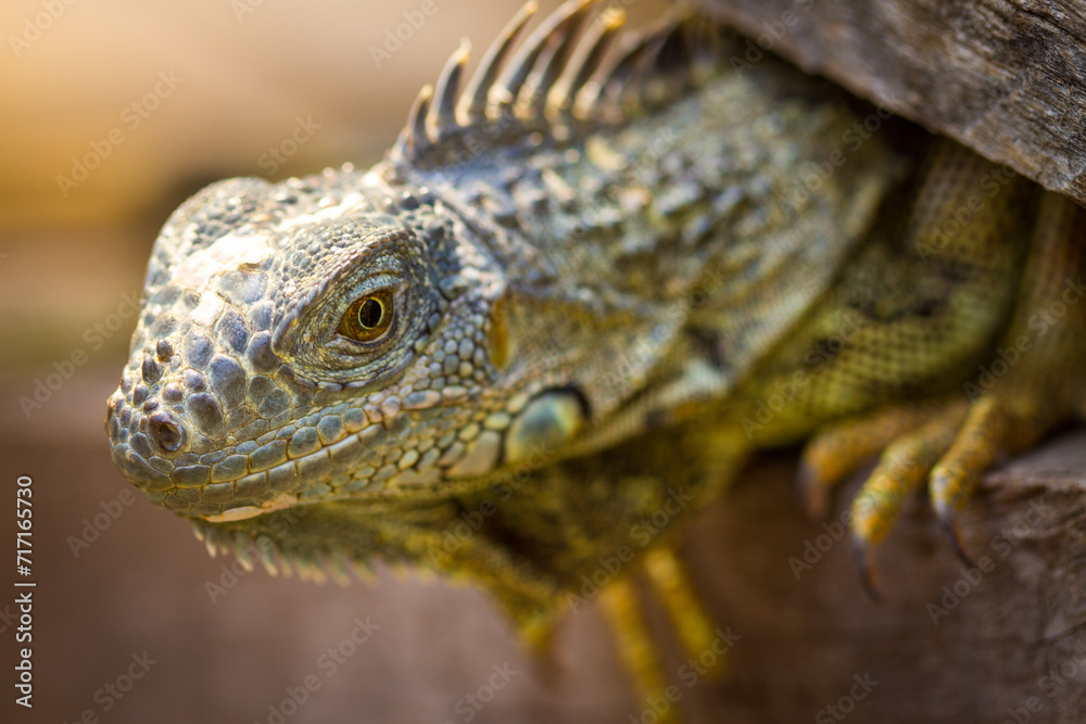 Fototapeta premium Large mature Green Iguana at the Green Iguana Conservation Project at the San Ignacio Resort Hotel in Belize, Central America