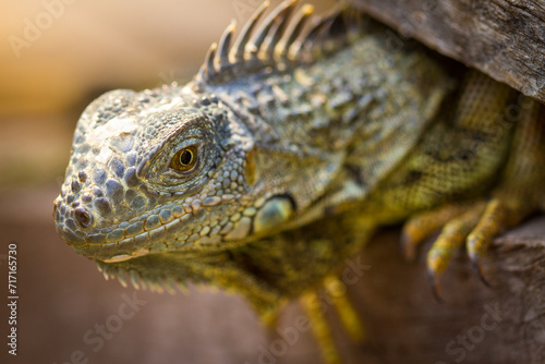 Large mature Green Iguana at the Green Iguana Conservation Project at the San Ignacio Resort Hotel in Belize, Central America photo