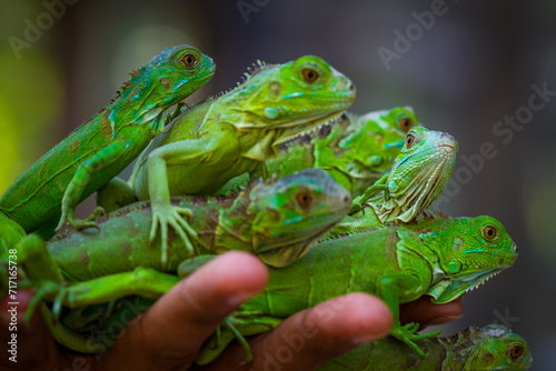 Handful of juvenile Green Iguanas looking for food at the Green Iguana Conservation Project at the San Ignacio Resort Hotel in Belize. 