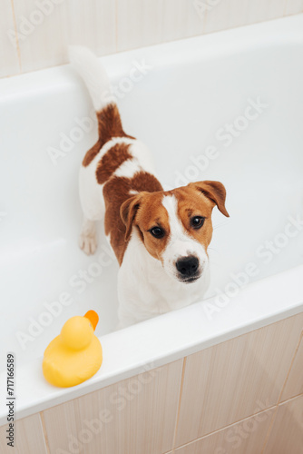 Cute Jack Russell Terrier dog taking bath at home. Portrait of adorable dog standing in bathtub with yellow plastic duck  © Anna