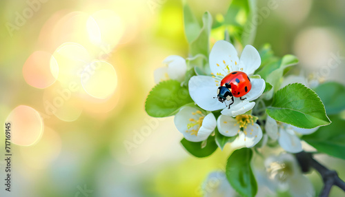 bug ladybug on the white apple flower summer day light on blurred nature background photo