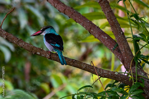 Zügelliest / Eisvogel